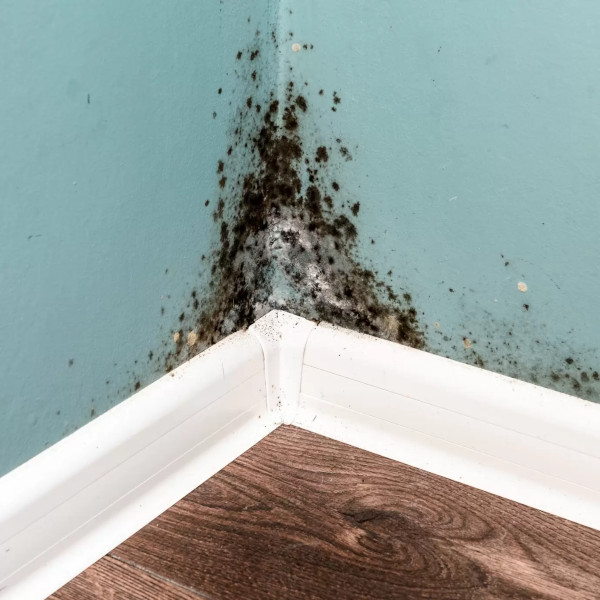 Professional plumbing leak detection